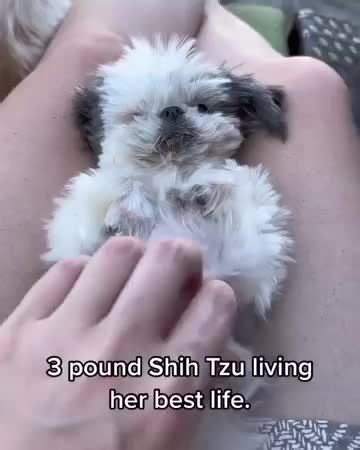 #shitzuppiesforadoption #Shihtzupuppies #shihtzu #shihtzupupiesoftiktok #shihtzupuppiesforrehoming