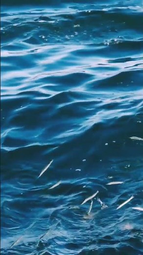 Amazing Fish Jumping Out of Water in Slow Motion