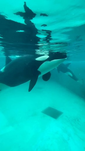 A living #ocean #underwater #oceanlife #fish #foryou #fyp (228) | Robin Tant