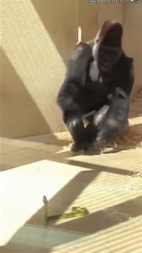 Baby Gorilla Pranks Silverback with SNAKE! 🐍🦍 #viral #funny