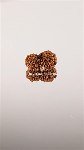 16 Mukhi Rudraksha 16.03 mm Java Bead | Grade A Medium Genuine Natural #16mukhi #javarudraksha