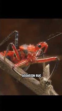 Why Does the Assassin Bug Glue Dead Ants to Its Body?