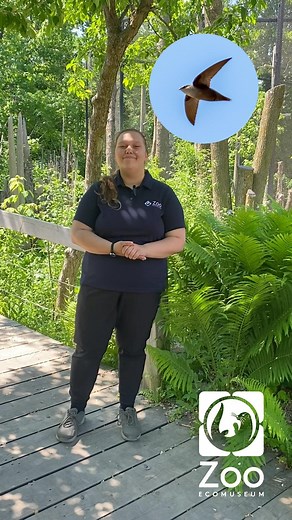🐦 C'est la journée mondiale du martinet! Notre zoologiste Ariane vous explique comment vous pouvez protéger les martinets ramoneurs! Les martinets sont en mesure d'utiliser des cheminées d'au moins 45cm de large et l'intérieur doit être rugueux pour que les nids puissent y adhérer (pierre ou brique mais pas en métal). Si ces conditions ne sont pas respectées, les cheminées sont simplement ignorées par le martinet. 🪺 Vous souhaitez rénover votre cheminée pour contribuer à la protection des mart