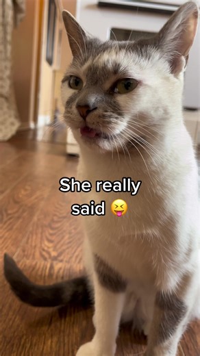 She makes the funniest stink faces💀 #catsoftiktok #cats #stinkface #foryou