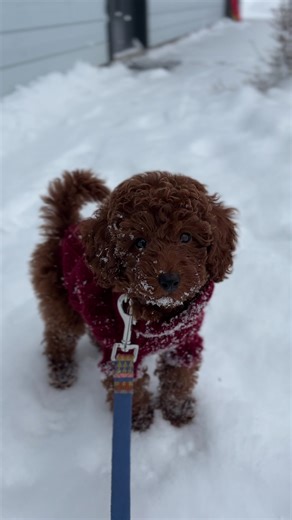 Miniature Poodle Puppies Playing in the Snow