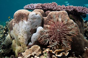 This Starfish-Killing Robot Could Help Save The Great Barrier Reef