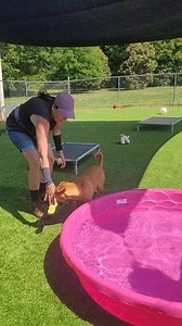 Meet Savannah! This sweet 6-month-old Lab mix is a bundle of joy with a serious love for water—just wait until you see her face light up as she leaps into a kiddie pool! Whether it's adults, kids, or anyone in between, Savannah greets everyone like an old friend. Savannah also gets along well with other dogs and would be more than happy to share her home with a canine sibling. Smart and confident, Savannah is making great strides with her leash manners and loves exploring the world on walks. Aft