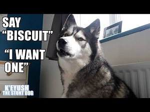 Husky Says His Own NAME! Teaching My Dog To Speak English!