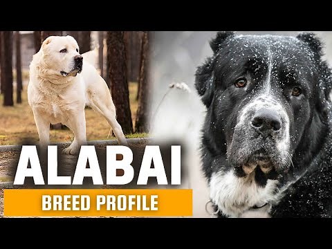 Alabai Dogs 101: Everything You Need To Know - Is It the Right Dog for You?