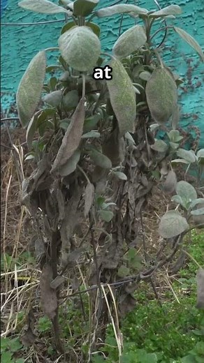 The Rodent Barrier Every Gardener Needs #raisedbed #gardening #gardeningtips