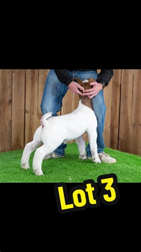 Lot 3-don’t miss out on this one!! Sale Day: 1.20.26 🔥 @showgoats.com#mossfarmstx #showgoats #livestock ##livestocksale #goatsoftiktok