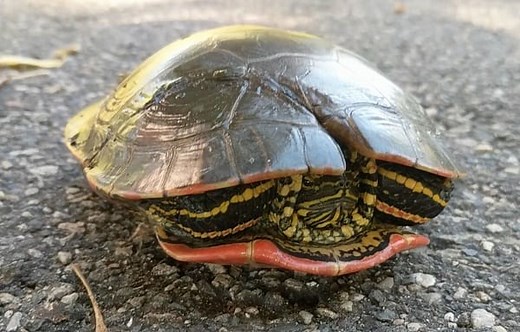 Red Eared Slider Shell Problems & How to Treat Them