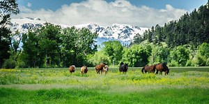 Historic 1,000 AU ranch near Columbus - 12,350± deeded, contiguous acres, four miles of Stillwater River, comfortable operating improvements, 400± irrigated acres, 12,000± acres of wildlife-rich foothill range. https://hallhall.com/property-for-sale/montana/beartooth-ranch/a091Y000023o60s/ | Hall and Hall