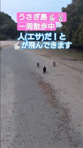 うさぎ島(大久野島)一周さんぽ #rabbitisland #OkunoshimaIsland #うさぎ島 #大久野島のうさぎさん