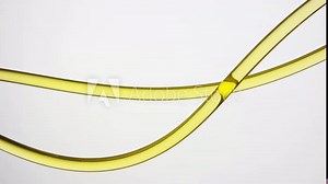 Macro shot of yellow transparent oil is filling the second transparent lab connecting tube on grey background | Abstract body care cosmetics with essential oils formulating concept