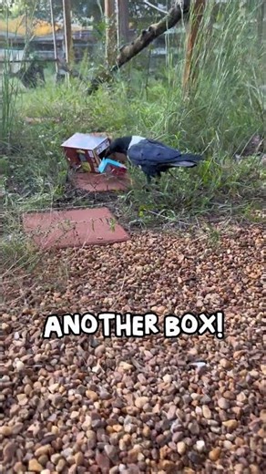 What’s in the Box?