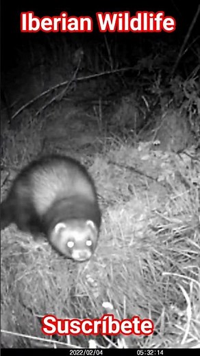 Turón (Mustela putorius) salta un pequeño arroyuelo.