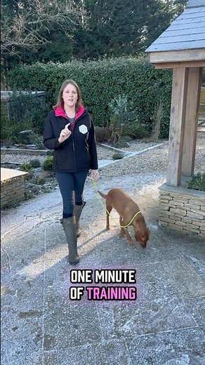 Little and often works best when training you’re Labrador