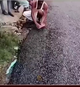 Brand new asphalt road… and they’re already tearing it apart to take the asphalt for themselves. 🤦‍♂️