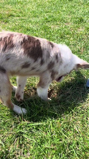 Funny Aussie Puppy Moments