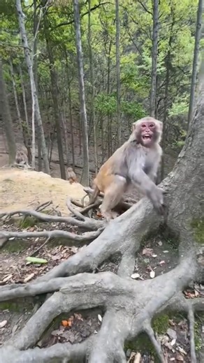 monyet lucu bikin ngakak 😂 #viralvideo #shorts #funny #comedy