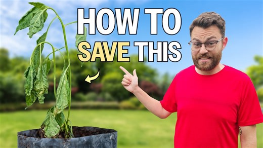 Beginner gardening mistakes that might be killing your plants without you knowing