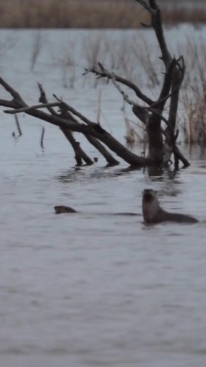 It’s World Otter Day, so we’re giving the spotlight to North American River Otters! Found throughout the Midwest near rivers, lakes, and other bodies of water, river otters are specialists in semi-aquatic living. They have thick, warm fur, webbed feet, a long tail, and a narrow body. These adaptations make them incredible swimmers in almost any kind of water throughout the year, even in the harshest winter weather. River otters can stay under water for up to eight minutes, using their whiskers t