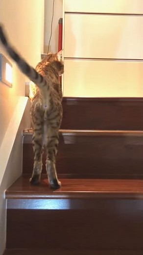 Bengal Cat polyneuropathy /distal neuropathy #shorts