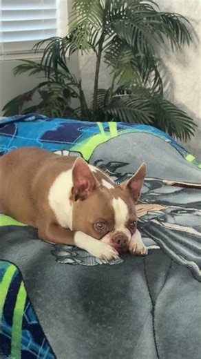 Olli saying his prayers for snacks