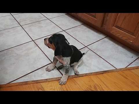 Precious baby BLUETICK COONHOUND PUPPY 'D.O.G.' at 4 weeks