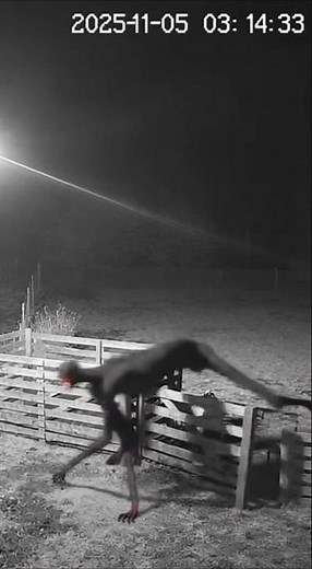 “Real CCTV Night Footage: Unknown Creatures Attack Goat Farm – You Won’t Believe This!”