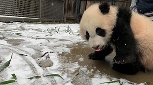 Watch: DC's Giant Pandas enjoy snow storm, sliding down hills at National Zoo exhibit