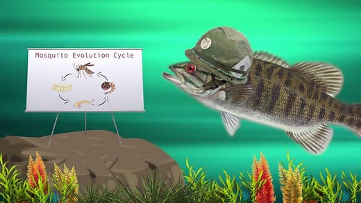 28K views · 525 reactions | MOSQUITO FIGHTERS | The County is...