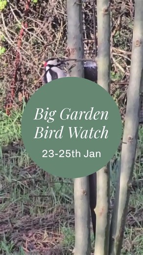 The @rspb Big Garden Bird Watch is happening from 23–25 January 2026, and it’s the perfect time to support the birds visiting your garden by topping up your bird food supplies with us. Join people across the UK by spending one hour counting the birds you see in your garden, balcony or local park and help track how garden birds are doing each winter. It’s easy to join in and the results matter. Pop into our centres to pick up all the bird food and feeders you need. 🐧🐦🦜🦉 | Sheen Garden Centre