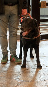 20K views · 223 reactions | You watched guide dog Nepal discover Disneyland Park, now watch him discover Disney Sequoia Lodge! | Disneyland Paris | Facebook