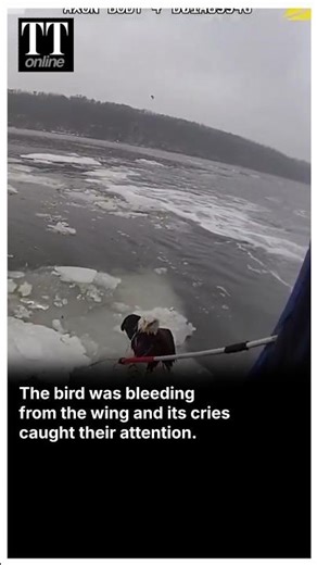 Watch | Moment NYPD Officials Rescued an Injured Eagle While Patrolling Over Hudson River #eagle
