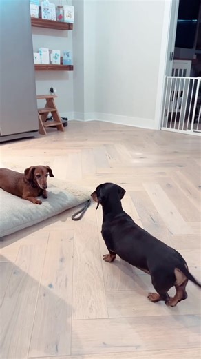 🤣🤣 #dogs #dachshund #dachshundpuppy #dachshundlove #dachshundlife #doglover #doxie #minidachshund #dachshundlovers #dachshundoftheday #dachshundsonly #ilovedachshund #dachshundlifestyle #dachmojis #dachshundappreciation #dachshundadventures #memes #like #trending #followforfollowback #facebookmarketing #facebookreels #instagram #cute #Nice #sundayfunday #virareels l #google #popular #SocialMediaMarketing | Sally F.Johnson