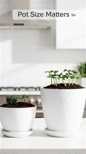 Best Pot Size for Growing Carrots Indoors 🥕 | USA Kitchen Gardening