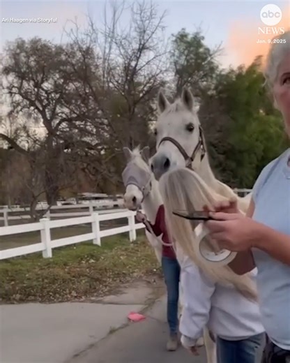 Horses were loaded onto a trailer and evacuated from the path of the Kenneth Fire in California. More than 100,000 residents remain under evacuation order from multiple wildfires raging around Los Angeles. https://abcnews.visitlink.me/3uh9Tq | ABC News