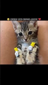 injury mini cat rescue 💔#youtubeshorts #shorts #viralvideo #viralshorts