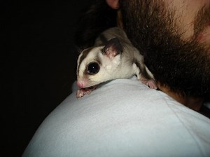 Sugar Glider Info