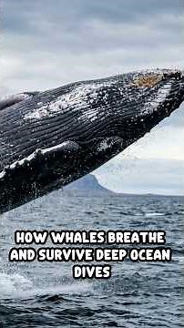 How Whales Breathe and Survive Deep Ocean Dives