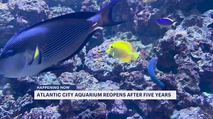 Atlantic City Aquarium reopens after 5-year renovation