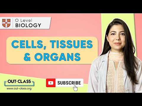 OUT-CLASS | O Level Biology | Cells, Tissues & Organs