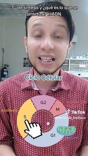 Ciclo Celular: Fases y Características Esenciales