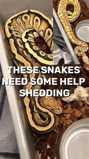 Helping Some Snakes Shed #shorts #snakes #ballpython #ballpythons #ballpythonsofinstagram #snakebreeder | Rodents & Royals
