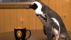 18K views · 554 reactions | To brighten your day: One of our penguin "interns" playing with a mug. | Penguin Random House | Facebook