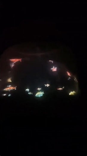 DIY 3D Hologram Fish Tank at Home! 🐠✨
