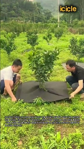 나무 주변 잡초 걱정 끝! 10초 만에 끝내는 효율적인 제초 매트 설치법 #worker #farming #weedcontrol #gardening #landscape