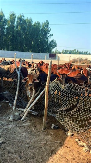 Sindh Cattle Farming in Pakistan: A Glimpse into Jalal Chandio's Farm